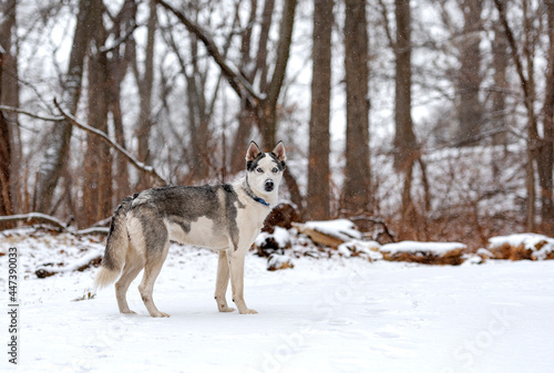 beautiful white husky in the woods during winter  snowing day  with trees in the back  cold day