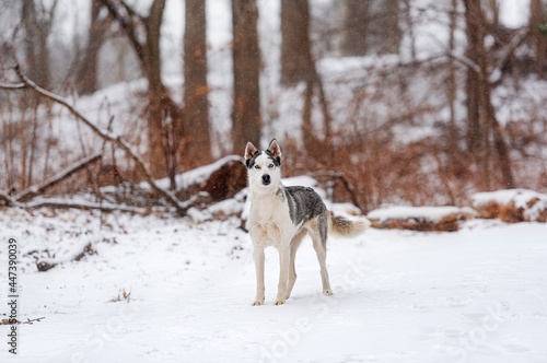 beautiful white husky in the woods during winter, snowing day, with trees in the back, cold day © Alessandra Sawick