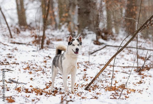 beautiful white husky in the woods during winter  snowing day  with trees in the back  cold day