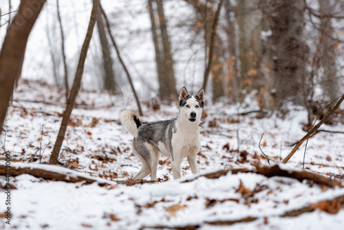 beautiful white husky in the woods during winter  snowing day  with trees in the back  cold day