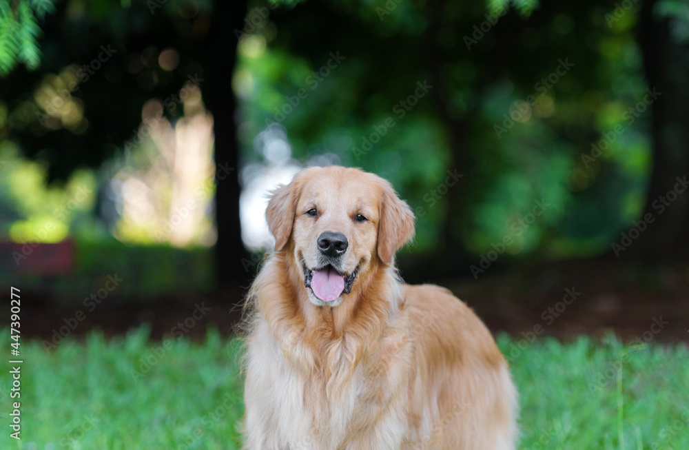 one adorable golden retriever dog posing for the camera on the green grass in the park trees in the back sunny afternoon golden hour one adorable golden retriever dog posing for the camera on the green grass in the park trees in the back sunny afternoon golden hour