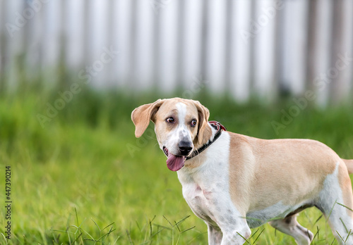 one mixed breed shelter dog posing on the grass in the park