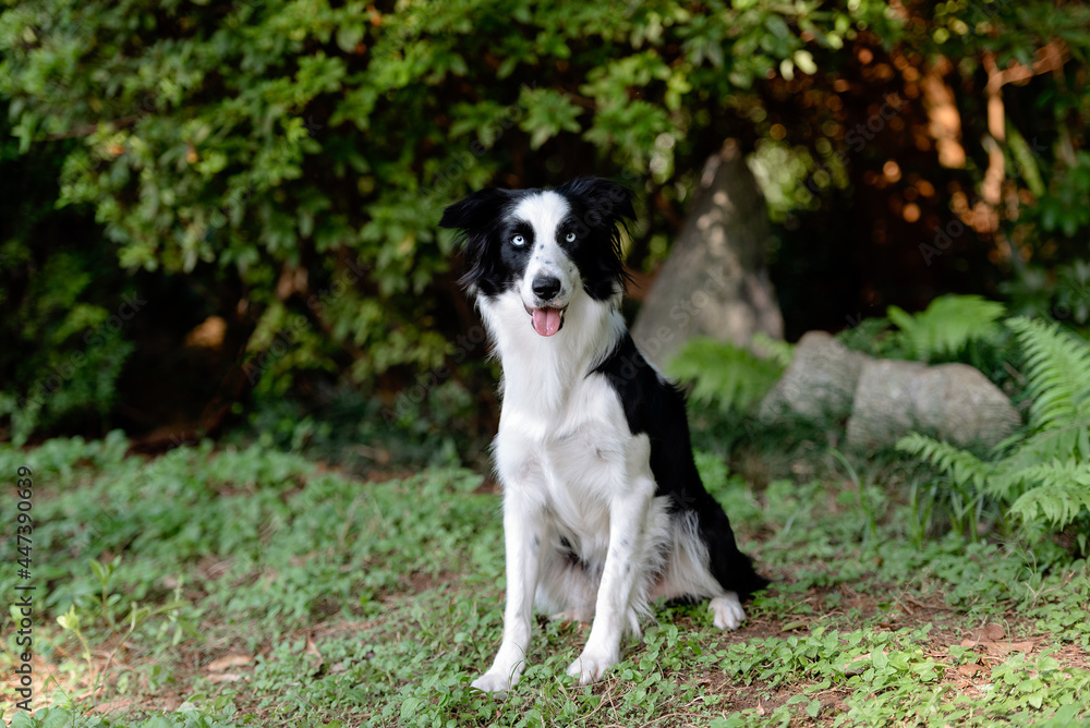 beautiful border collie dog with bright eyes tongue out posing on the green grass in the park beautiful border collie dog with bright eyes tongue out posing on the green grass in the park