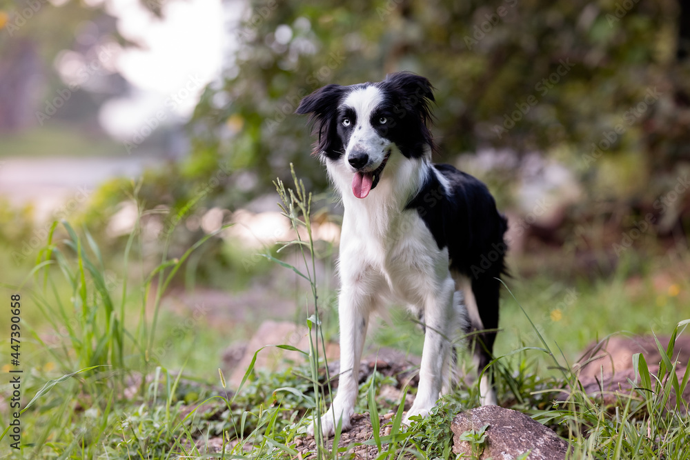 beautiful border collie dog with bright eyes tongue out posing on the green grass in the park 