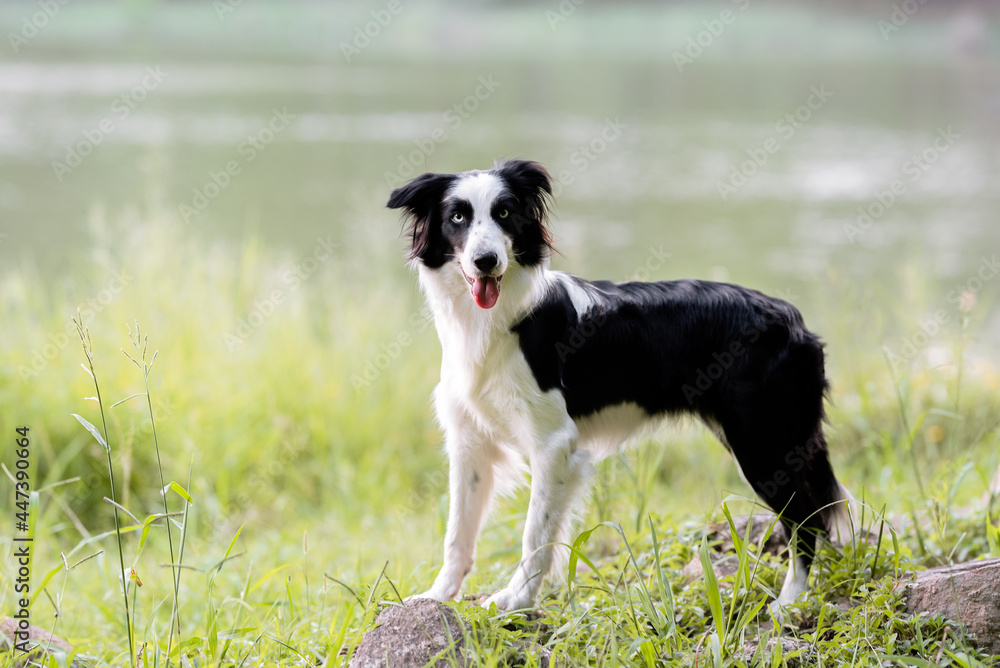 beautiful border collie dog with bright eyes tongue out posing on the green grass in the park 
