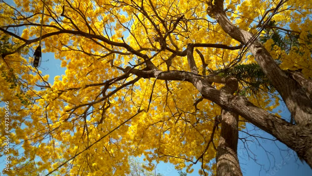 Guayacan Guayacanes yellow colorful tree flower Mexican south Villahermosa Bellow Nadir shot Guayacan Guayacanes yellow colorful tree flower Mexican south Villahermosa Bellow Nadir shot