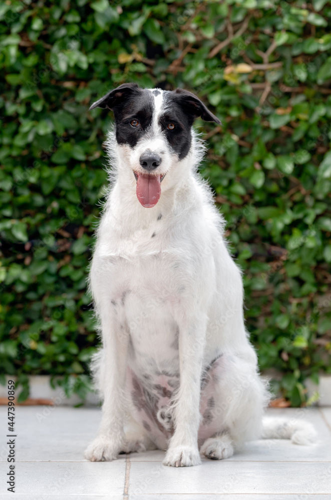 beautiful black and white mixed breed dog with the tongue out posing for the camera beautiful black and white mixed breed dog with the tongue out posing for the camera