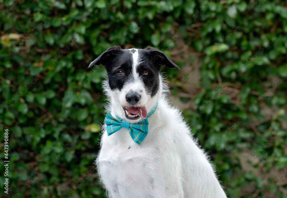 beautiful black and white mixed breed dog with the tongue out wearing a blue bow tie on the neck posing for the camera