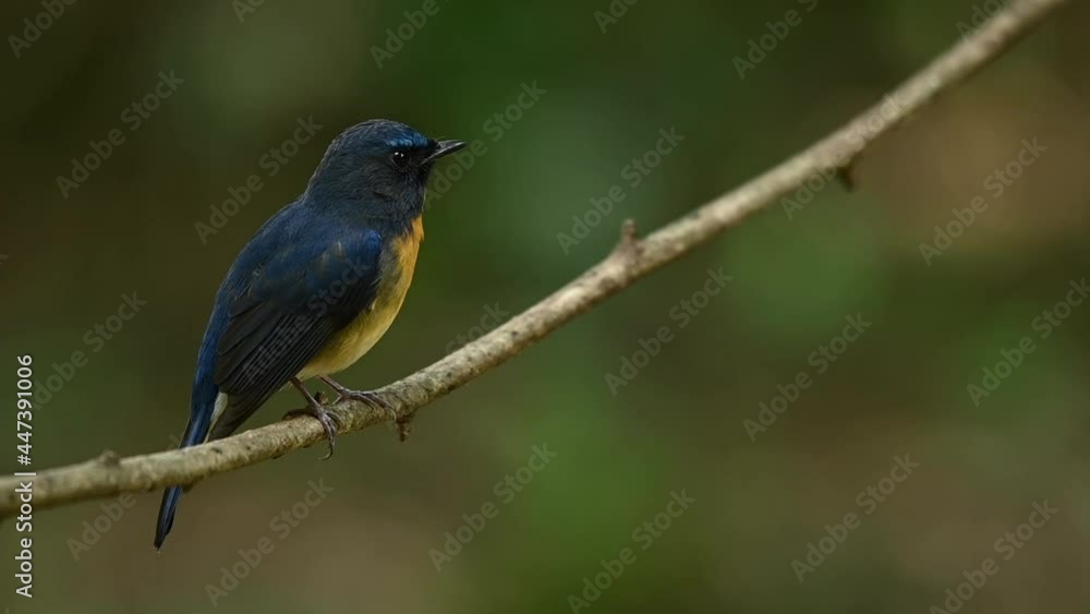 Small passerine bird, Chinese blue flycatcher, Cyornis Glaucicomans, perching on a twig and turning its head to face to the right while chirping at a natural forest environment in Thailand, Asia. Small passerine bird, Chinese blue flycatcher, Cyornis Glaucicomans, perching on a twig and turning its head to face to the right while chirping at a natural forest environment in Thailand, Asia.