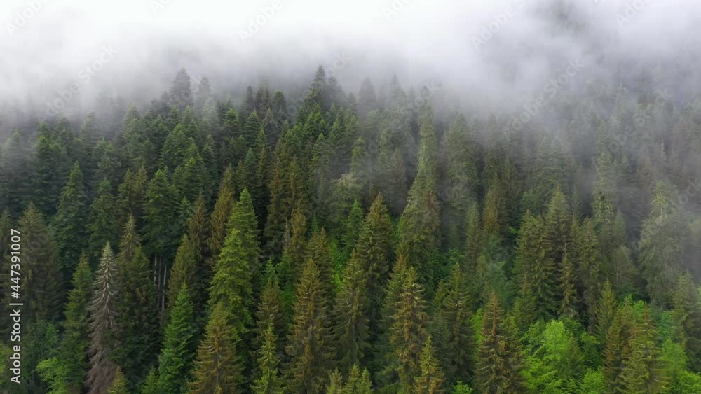 Aerial reveal of misty forest, fog over conifer trees, 4K landscape Aerial reveal of misty forest, fog over conifer trees, 4K landscape