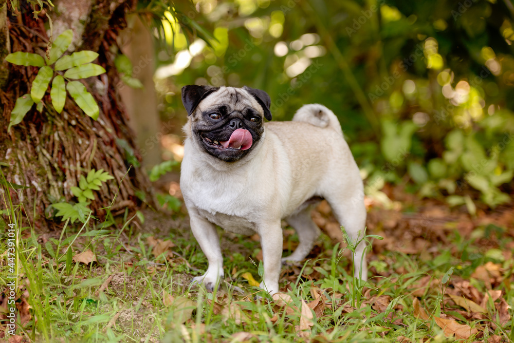 one pug dog with the tongue out posing for the camera on the grass among the trees