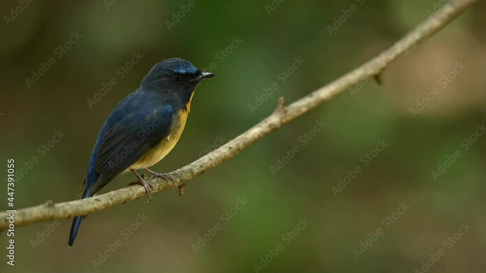 Natural wildlife habitat of the Chinese Blue Flycatcher, Cyornis Glaucicomans, twitching its head while perched on a small branch, chirping and shaking its head, forest bokeh background, Thailand. Natural wildlife habitat of the Chinese Blue Flycatcher, Cyornis Glaucicomans, twitching its head while perched on a small branch, chirping and shaking its head, forest bokeh background, Thailand.