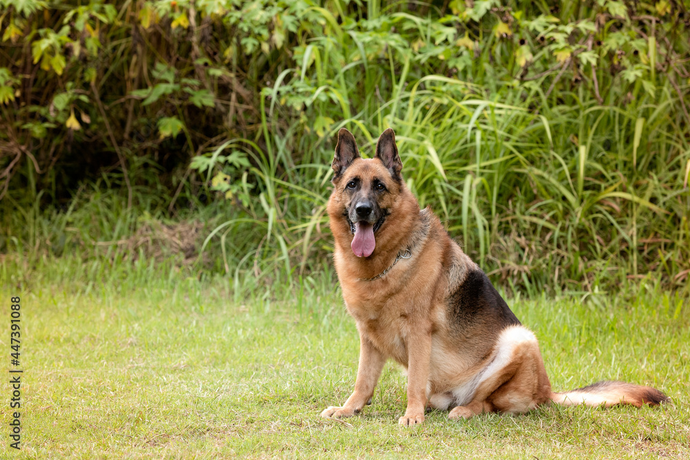 german shepherd dog resting with the tongue out looking at the camera in the park green trees in the back german shepherd dog resting with the tongue out looking at the camera in the park green trees in the back