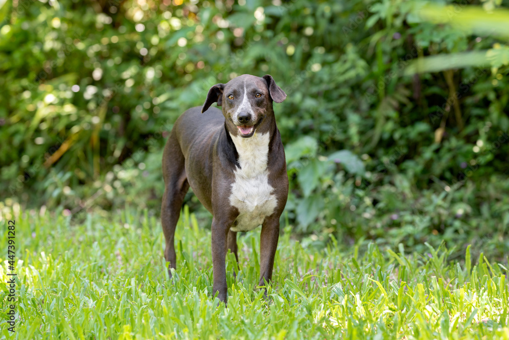 one adorable brown and white mixed breed dog looking at the camera posing on the green grass at the park with green trees in the background one adorable brown and white mixed breed dog looking at the camera posing on the green grass at the park with green trees in the background