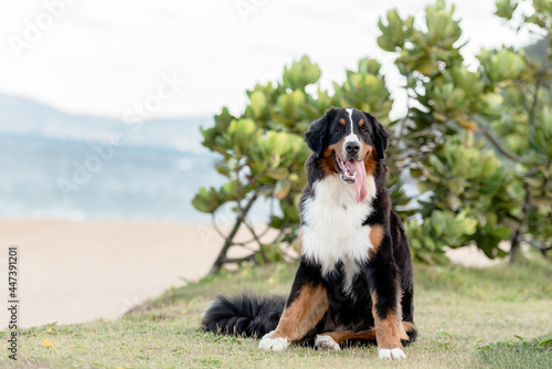 one saint bernard dog with the tongue out smiling looking to the camera on the grass at the beach with the sea in the background  photo