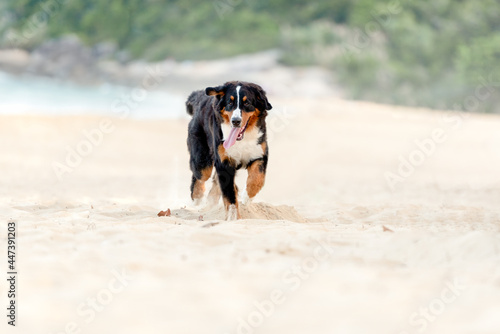 one saint bernard dog with the tongue out smiling looking to the camera on the grass at the beach with the sea in the background 