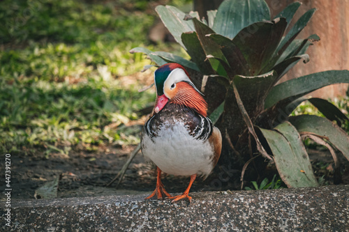 Mandarin Duck - Pato Mandarim - Bioparque do Rio - Colorfull duck photo