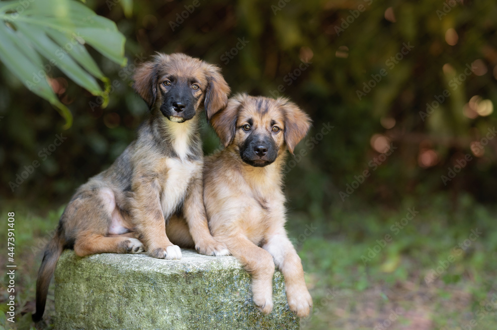 two adorable little mixed breed puppy dogs posing for the camera at the park 