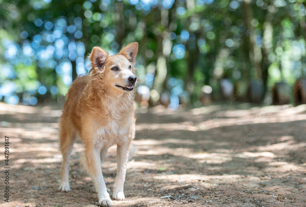 one mixed breed dog posing for the camera in the park on a sunny day one mixed breed dog posing for the camera in the park on a sunny day