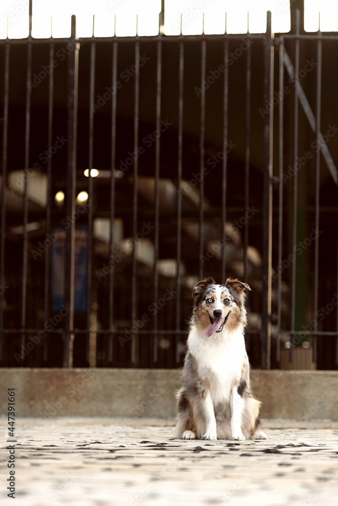 one border collie dog smiling with the tongue out in front of the gates of and an old train station at liberty state park in new jersey one border collie dog smiling with the tongue out in front of the gates of and an old train station at liberty state park in new jersey