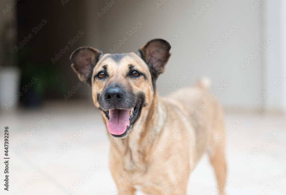 one adorable brown mixed breed dog looking up at the camera smiling with the tongue out on a tile floor