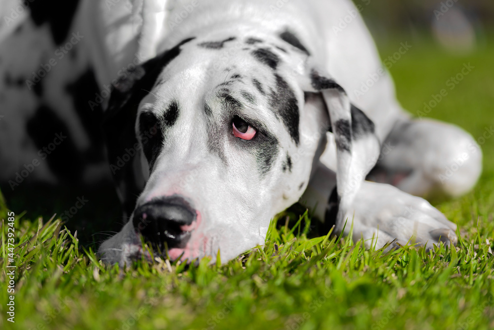one dalmatian dog resting on the green grass in the park on a warm sunny day one dalmatian dog resting on the green grass in the park on a warm sunny day