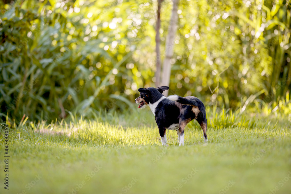 one small black brown and white mixed breed dog in the woods, on the grass, looking away, on a sunny day