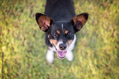 one small mixed breed black dog looking up at the camera on the grass in the park with the tongue out 