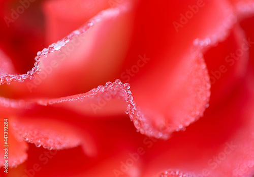 Abstract defocused background. Blurry pink rose petals with dew drops. Natural pink background. Texture of rose petals.