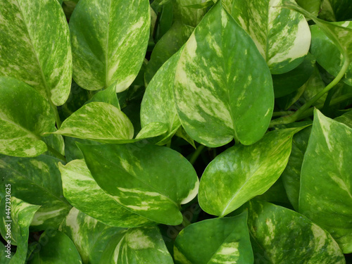 Green leaf bush of Taro Vine tree plant on black background