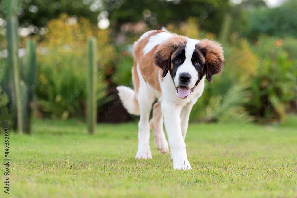 one saint bernard puppy dog posing for the camera on the green grass in the park during the day one saint bernard puppy dog posing for the camera on the green grass in the park during the day