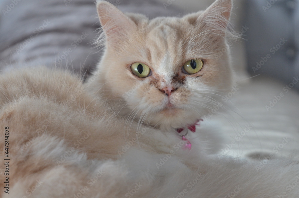 Obraz premium gato
