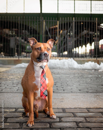 one bully pitbull dog wearing a colorful tie posing looking to the camera on a brick floor with gates of an old train station in the back and some snow