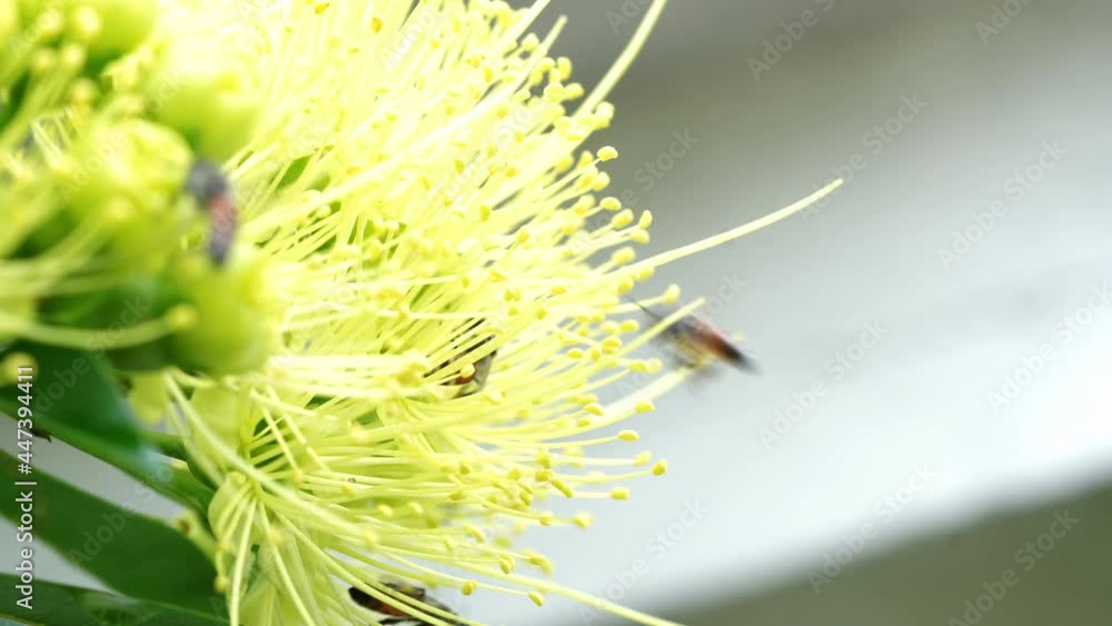 Flying honeybee collecting pollen at yellow flower. Flying honeybee collecting pollen at yellow flower.