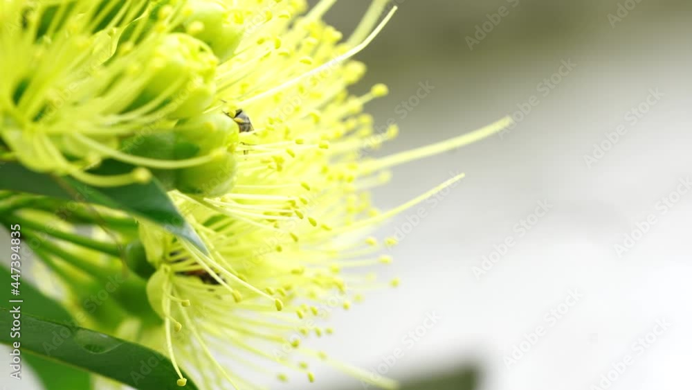Flying honeybee collecting pollen at yellow flower. Flying honeybee collecting pollen at yellow flower.