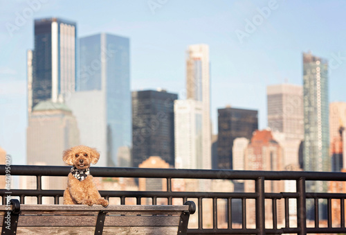one cute brown mini poodle wearing a black bandana on his neck posing for the camera on the grass in jersey city with the buildings of new york in the back