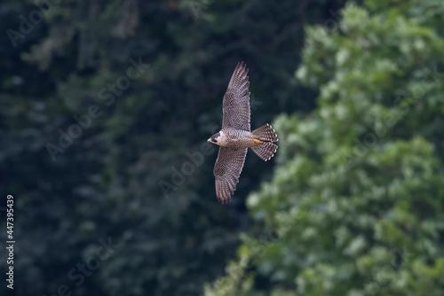 flying peregrine falcon photo