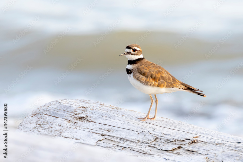 Fototapeta premium killdeer shorebird bird