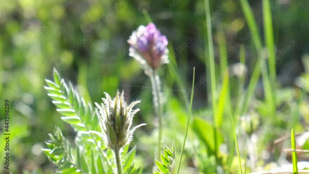 Summer forest, looking up. Fresh green grass and flowers bottom view, summer vibes Summer forest, looking up. Fresh green grass and flowers bottom view, summer vibes