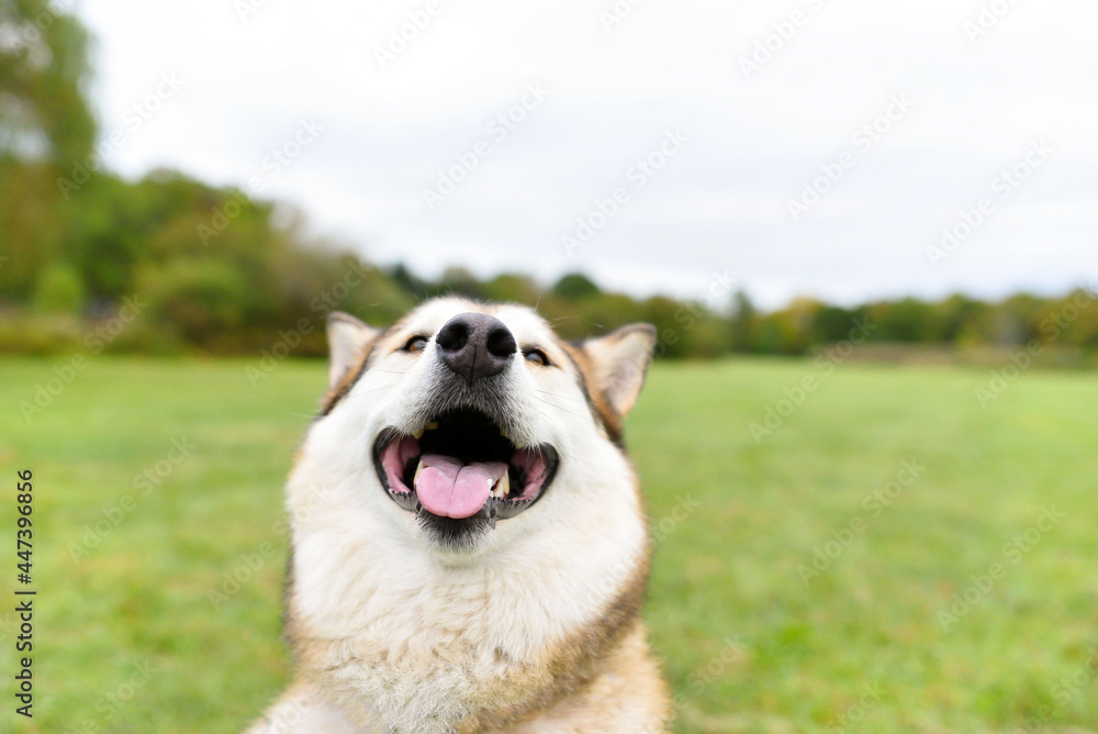 one husky dog smiling to the camera with the tongue out on the green grass in the park 