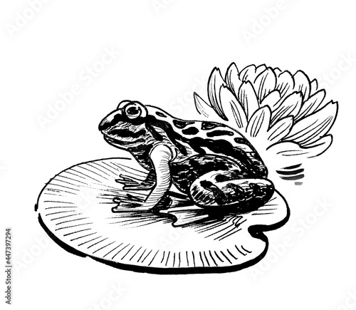 Frog animal sitting on a leaf of a lotus flower. Ink black and white drawing