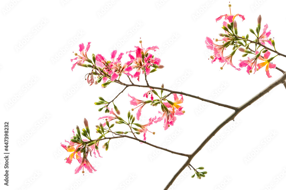 pink silk floss tree flower isolated on blue sky background pink silk floss tree flower isolated on blue sky background