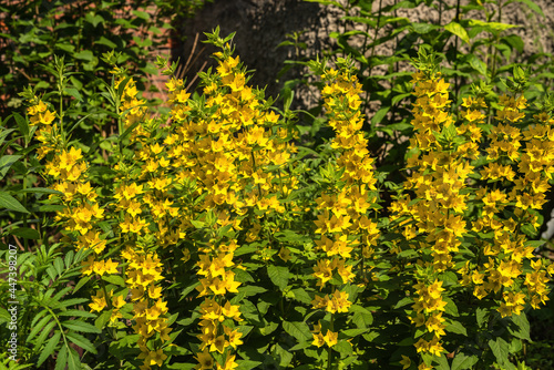 Fototapeta Naklejka Na Ścianę i Meble -  Blooming yellow loosestrife bush in the garden