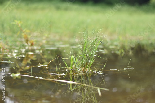 reeds in the water © surendra823