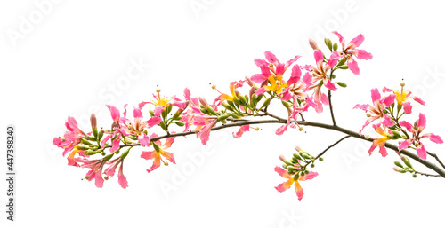 pink silk floss tree flower isolated on blue sky background © xiaoliangge