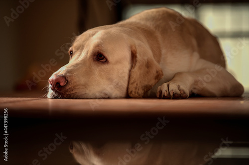 Close up Portrait of a brown - yellow labrador dog sleeping and looking side of the camera with with isolated background.