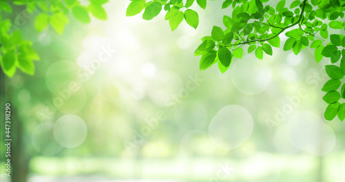 Green natural view of Green leaves in park with blurry image green trees and sunlight in background. © Angkana