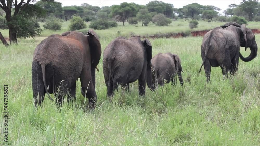 Elephants in a row walking in Serengeti National Park, Tanzania, handheld Elephants in a row walking in Serengeti National Park, Tanzania, handheld