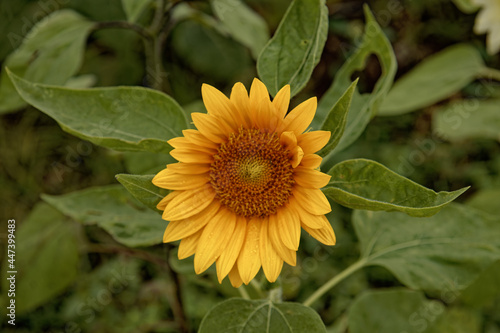 Sun Flower Field 