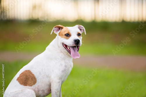 one mixed breed dog with the tongue out posing for the camera on the green grass in the park  © Alessandra Sawick